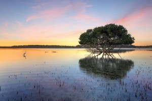 Mangrove Flat